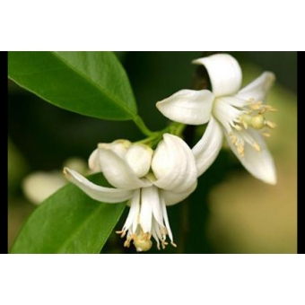 TINH DẦU HOA CAM 100%, 5ML